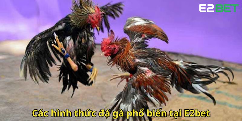 Đá Gà E2bet – Trải Nghiệm Cược Đỉnh Cao Tại Nhà Cái Hàng Đầu 3 Cac hinh thuc da ga pho bien tai E2bet