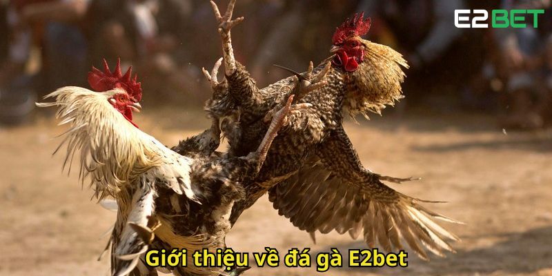 Đá Gà E2bet – Trải Nghiệm Cược Đỉnh Cao Tại Nhà Cái Hàng Đầu 1 Gioi thieu ve da ga E2bet