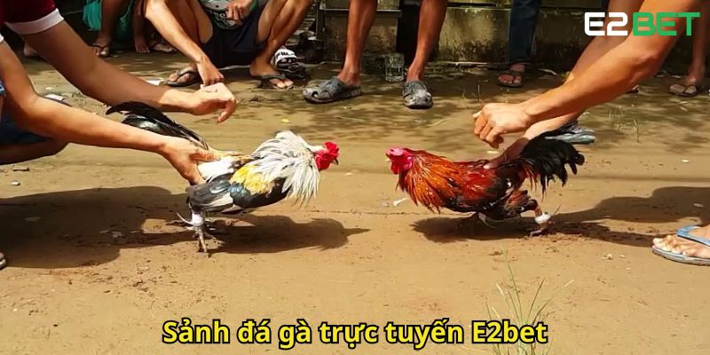 Đá Gà E2bet – Trải Nghiệm Cược Đỉnh Cao Tại Nhà Cái Hàng Đầu 2 Sanh da ga truc tuyen E2bet